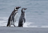 Magellanic  Penguins